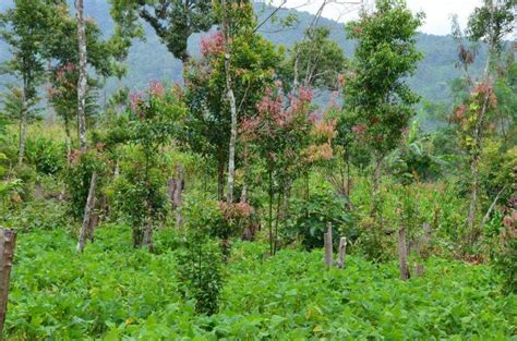 Introducing the World’s First Rainforest Alliance Certified Cinnamon Farms | Rainforest Alliance