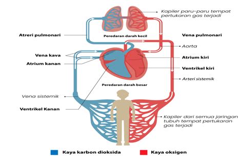 ﻿Sistem Peredaran Darah Besar dan Kecil Pada Manusia Beserta Penjelasannya Dilengkapi Gambar ...