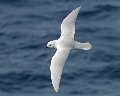 Snow Petrel - Facts, Diet, Habitat & Pictures on Animalia.bio