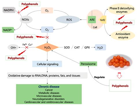 Molecules | Free Full-Text | Advanced Research on the Antioxidant ...