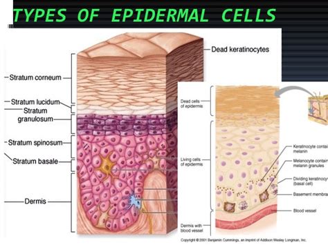 Histology (Skin) - Part 1