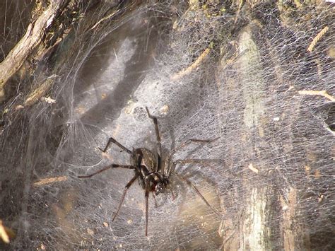 Funnel Web Brown Recluse Spider