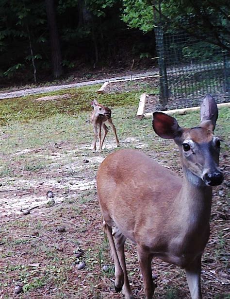 Backyard Pond: Cutest Baby Deer