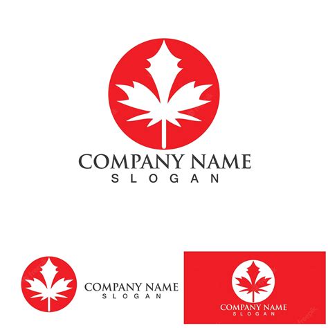 Premium Vector | Maple leaf logo vector illustration design template