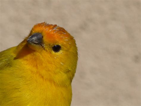 cute yellow thing says Hi! | A cute Saffron Finch looking at… | Flickr
