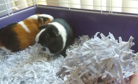 Can you use shredded paper for guinea pig bedding? - Clever Pet Owners