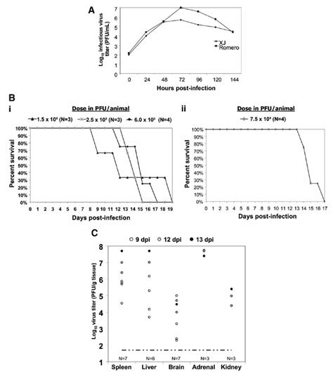 In vitro and in vivo studies of Junin virus | Download Scientific Diagram