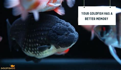 The Truth About Goldfish Myths: Your Goldfish Has A Better Memory & Much More!