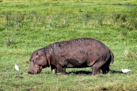 Premium Photo | Hippo grazing on grass in amboseli