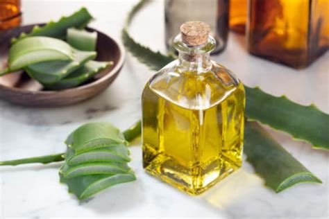 Aloe Vera benefits and uses as a home remedy - Scabies rash treatment