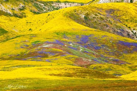 California superbloom carpets landscape in color - TrendRadars