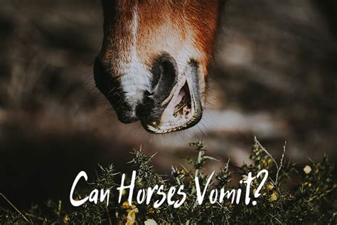 Can Horses Vomit? Here's Everything You Need to Know