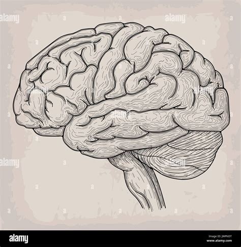 Anatomical Brain heart hand drawn organ sketch. Medicine, Vector Stock ...