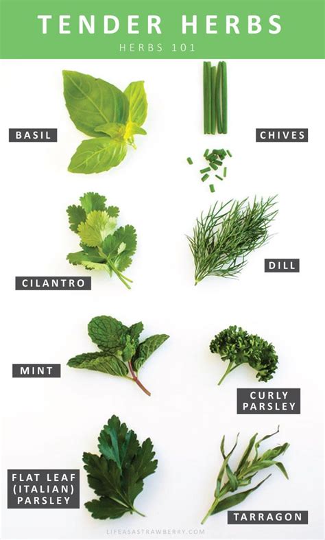 Fresh Herbs 101 | Herbs, Types of herbs, Fresh herbs