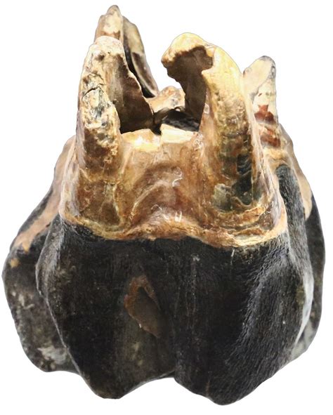 Mastodon tooth (juvenile), approx. 10,000 to 3 million years old, rare.