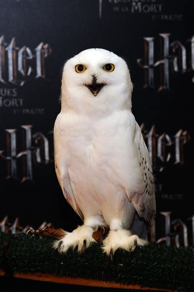 ( http://harrypotter.wikia.com/wiki/Hedwig )