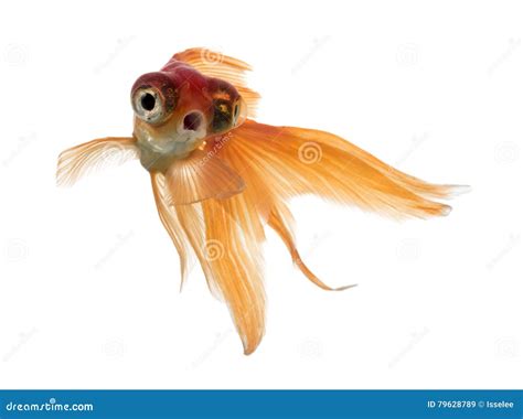 Front View of a Goldfish in Water, Islolated on White Stock Image ...