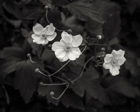 Trio | In my garden | David Hallett | Flickr