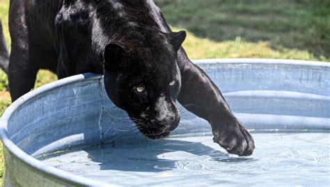 Unveiling the Myth: Black Panthers Revealed as Mystical Melanistic ...