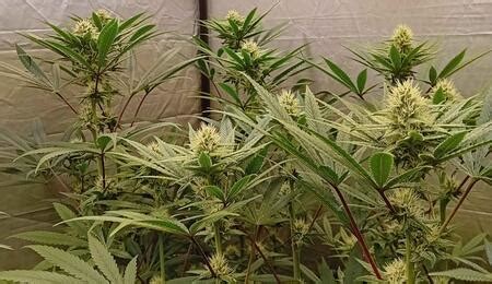 10 Top Tips for Harvesting Cannabis Indoors - Soft Secrets