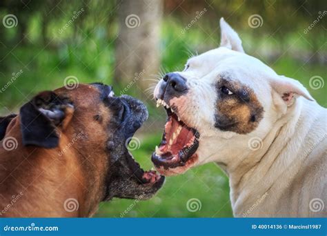 Fighting Dogs Stock Photo - Image: 40014136