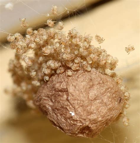 Common House Spider Egg Sac - Image credit : Richhoyer99 / May 29, 2010 | Widow spider, Spider ...