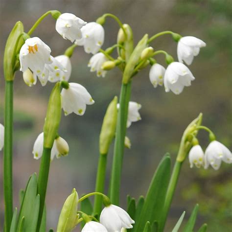 Buy Natural - organic bulbs Leucojum aestivum Gravetye Giant: £6.99 Delivery by Crocus