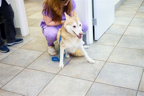 Hamptonburgh Animal Hospital Patient Gallery | Vet Clinic In Campbell ...