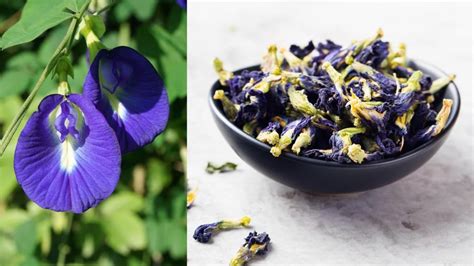 All about butterfly pea flower — the ingredient turning food and drink true blue | CBC Life