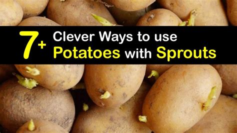 Are Sprouting Potatoes Bad - Can You Eat Potatoes that Sprout