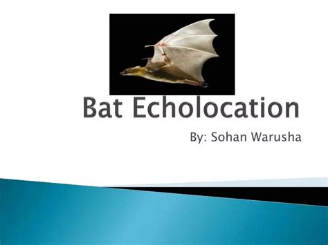 PPT - Bat Echolocation PowerPoint Presentation, free download - ID:2837378