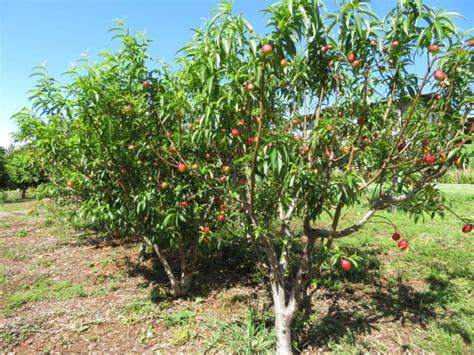 50 Different Nectarine Tree Varieties - ProGardenTips