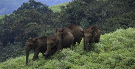 Chinnar Wildlife Sanctuary, Munnar - 2020 (Photos & Reviews)