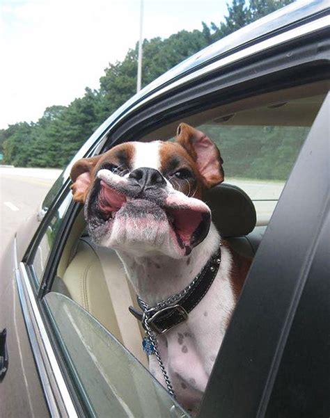 19 Hilarious Dogs Enjoying Car Rides More Than Anything Else In The World