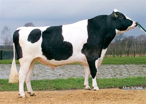 holstein bull Farm Animals, Animals And Pets, Cute Animals, Bull Cow, Bull Bull, Breeds Of Cows ...