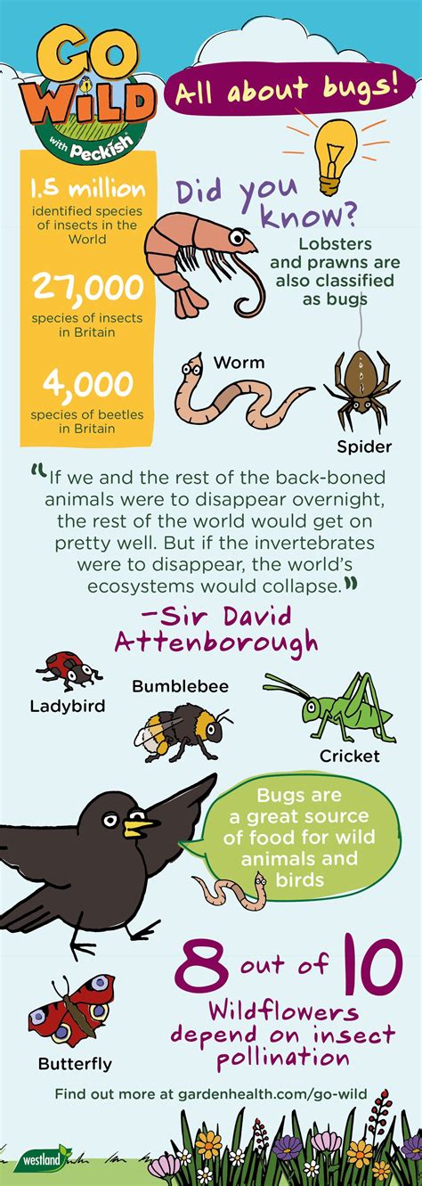 Fascinating facts about bugs, insects and creepy crawlies you'll find in your back garden ...