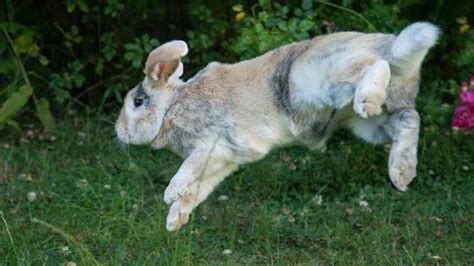 Bunny binkies: Why rabbits binky and how to encourage it | PetsRadar