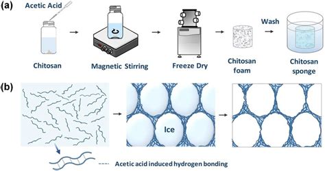 (a) Scheme of the synthesis process of chitosan foams and chitosan ...