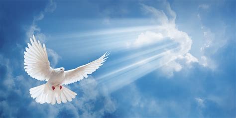 Lay Your Loved One to Rest With a White Dove Release - A Sign of Peace White Dove Releases