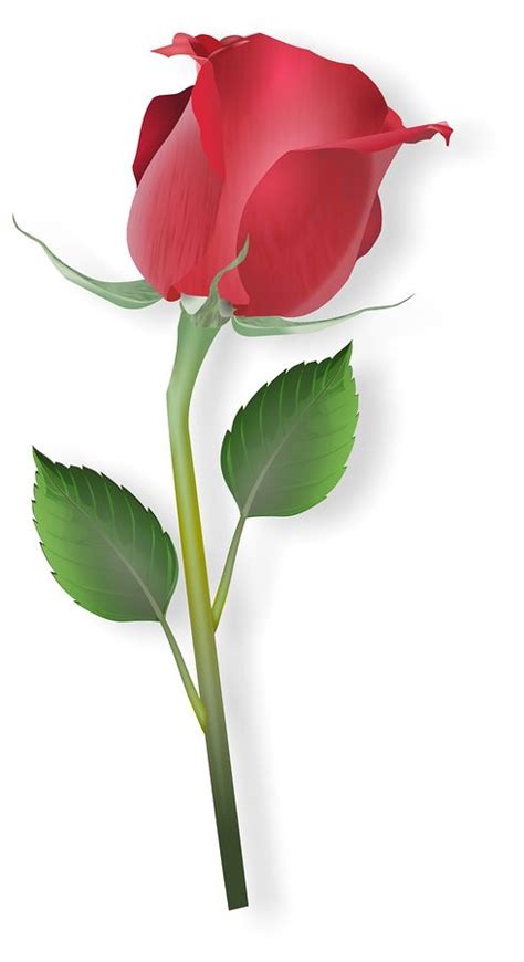 Free Single Rose Cliparts, Download Free Single Rose Cliparts png images, Free ClipArts on ...