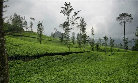 Green tea plantation in Wonosobo Regency, Indonesia. tea plants, misty tea gardens, views of the ...