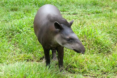 The fauna - Uruguay