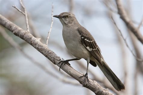 Northern Mockingbird: Field Guide, Pictures, Habitat & Info - Optics Mag