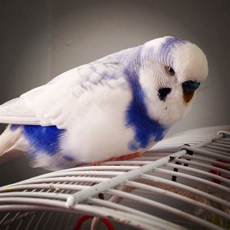 Bird Room Ideas Are Addictive... You Have Been Warned! - Spiffy Pet Products | Pet birds ...