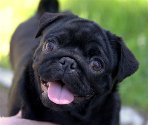 a small black pug dog sitting on top of someone's arm with its tongue hanging out