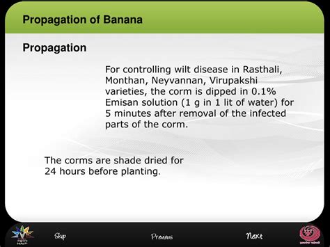 PPT - Propagation Of Banana PowerPoint Presentation, free download - ID:620875