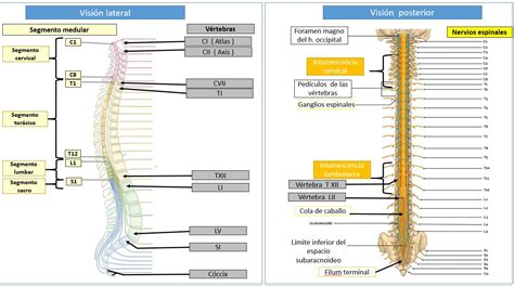 MÉDULA ESPINAL | Dolopedia