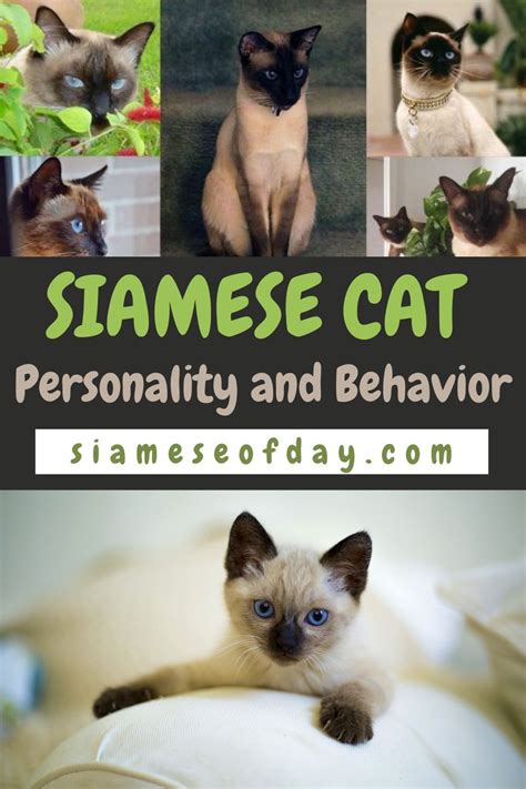 Siamese Cat: Personality and Behavior | Siameseofday | Cat ...