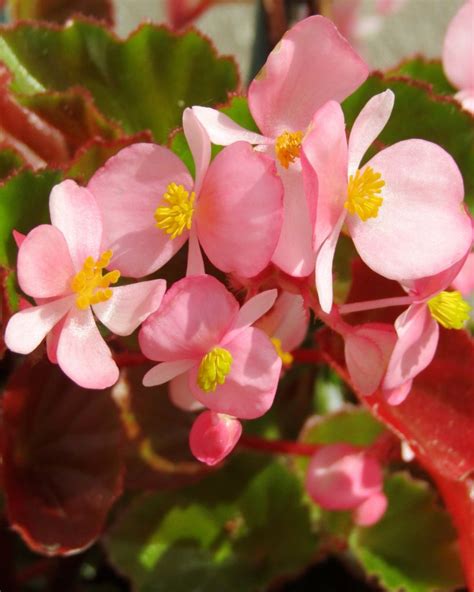 Begonia - all the advice on caring for it, watering, trimming, winter care