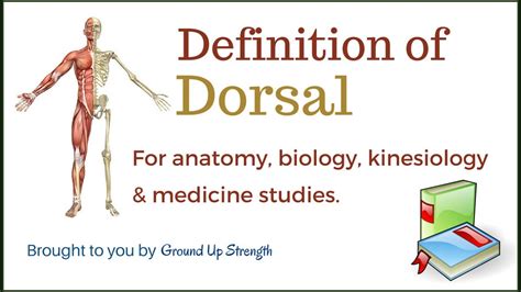 Dorsal Definition (Anatomy, Biology, Medicine, Kinesiology) - YouTube